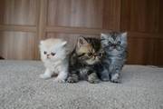 Pedigree Persian & Exotic Kittens for sale