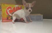 Tiny Tea Cup Chihuahua Puppies Ready To Go