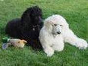 standard poodle puppy for adoption