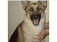 Female German Shepherd - 1 Year Old. I have for sale my....