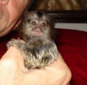 Adorable baby capuchin, squirrel and marmoset monkeys for sale.