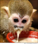 Adorable baby capuchins, squirrel and marmoset monkeys for good homes.