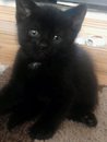 3 black,  beautiful kittens £25 each